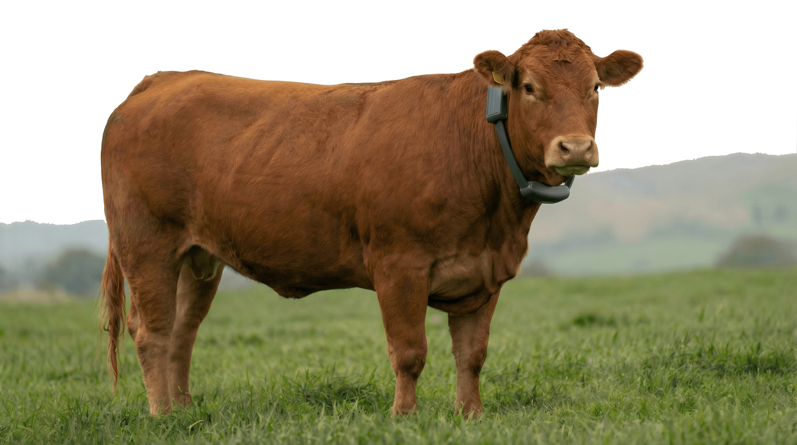 Cow wearing the Agrivanna collar in pasture