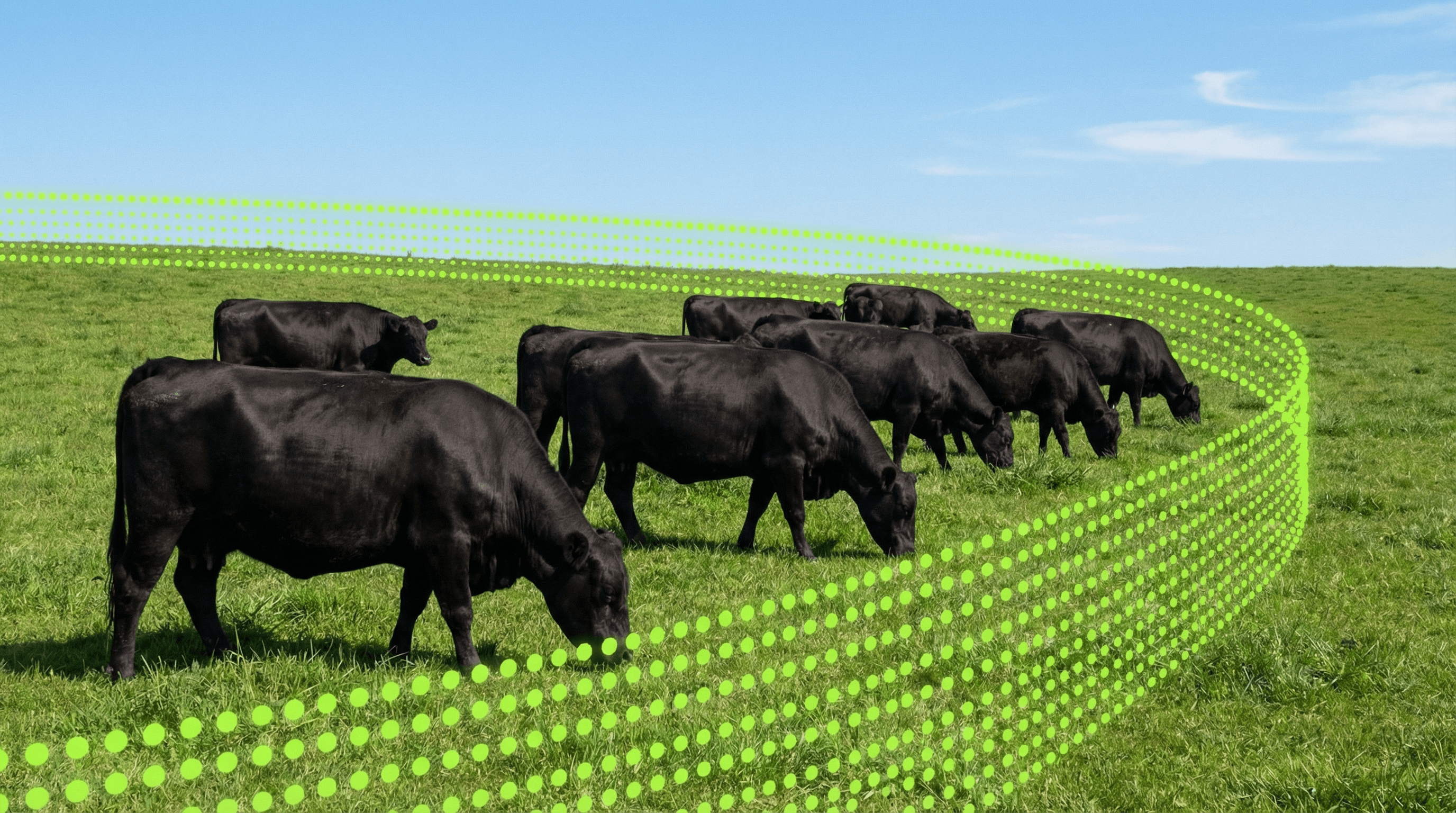 Cows grazing inside an Agrivanna virtual fence